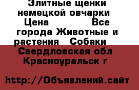 Элитные щенки немецкой овчарки › Цена ­ 30 000 - Все города Животные и растения » Собаки   . Свердловская обл.,Красноуральск г.